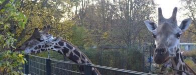 Die Giraffen im Magdeburger Zoo