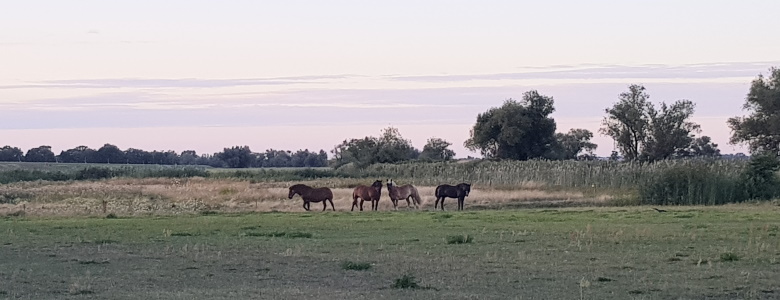 Landschaftsbild aus Pechau