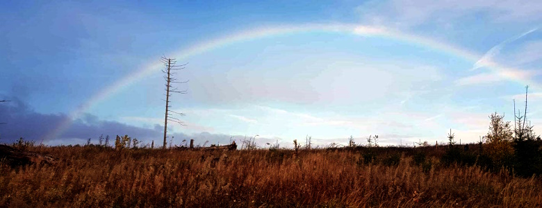 Regenbogen im Harz